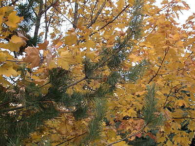 秋叶天气季节叶子落叶红色黄色绿色图片
