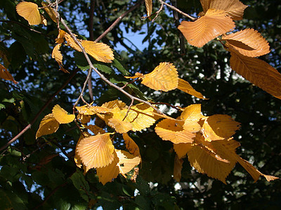 秋叶红色绿色天气叶子落叶黄色季节图片