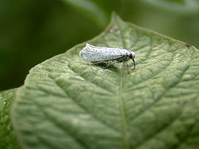 叶子上的飞蛾宏观绿色昆虫白色植物图片