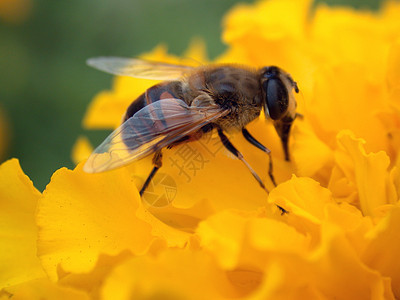 黄花上的昆虫特写翅膀镜头蝴蝶宏观蜂蜜叶子植物黄色红色图片
