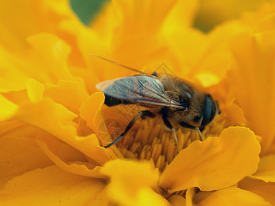 黄花上的昆虫花园特写花粉雏菊蜂蜜瓢虫臭虫镜头蜜蜂青菜图片