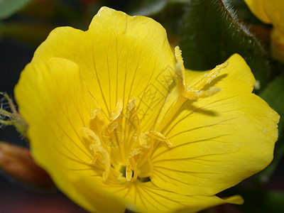 黄花雄蕊花瓣植物群花园花粉叶子绿色黄色雏菊粉红色图片