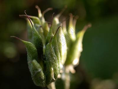 鲜花芽叶子季节花瓣粉红色宏观植物花粉植物群雏菊绿色图片