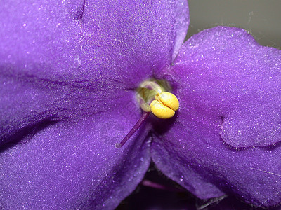 紫色植物群雏菊红色花园黄色花粉季节叶子绿色花瓣图片