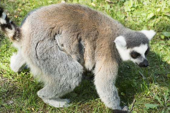 族皮肤丛林哺乳动物旅行毛皮野生动物灵长类尾巴斑点婴儿图片