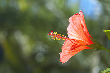 红色希比斯库天空棕榈植物群叶子花瓣绿色树木情调花粉植物图片