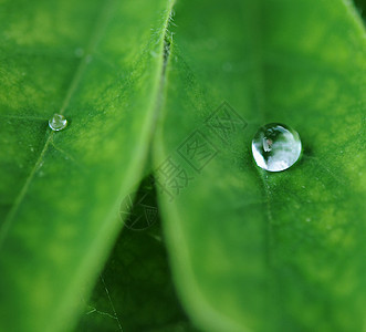 绿植物叶特写飞沫叶子植物群绿色图片