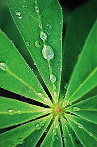 新鲜绿叶上的水滴 古老的风格反射生长热带季节植物群森林植物异国叶子环境图片