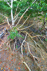 红树林生态系统易变沼泽植物风景植物群沼泽地树叶地形荒野植被灌木图片