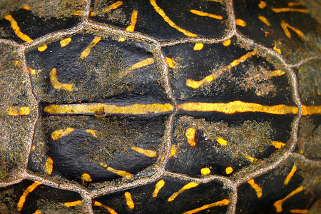 佛罗里达海龟壳模式图片