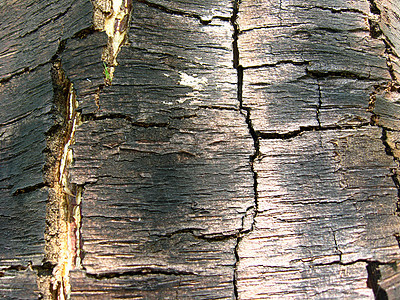 树的黑暗树皮电锯台木板黑色生活锯末森林木工木匠木头图片