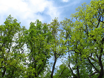 蓝色的天空在树枝之间四分五裂地平线旅行绿色树叶叶子休息自由数字风景航班图片
