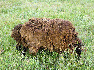 牧羊在草地上放牧家畜鼻孔农业反刍动物毛皮哺乳动物配种牛肉灰色牛角图片