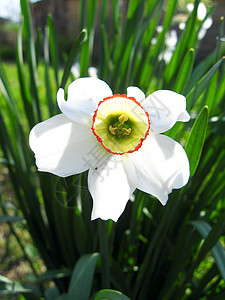 白色美丽自恋的花朵叶子风景植物园艺季节花店生长庆典灯泡花瓣图片