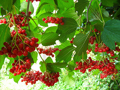 红色的成熟结壳玫瑰团团团健康灌木天空枝条花园香气食物浆果树叶生活图片