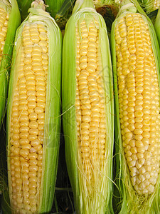 收获玉米蔬菜头发橱窗种子收成食欲招牌农业小吃爆米花图片
