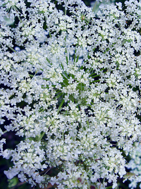 夏季花草原背景的鲜花田风景森林衬套香气昆虫花瓣场地照片地面天空图片