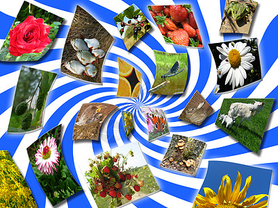 与一组照片相拼万花筒向日葵快乐美食家花朵广告孩子们螺旋蜻蜓动物图片