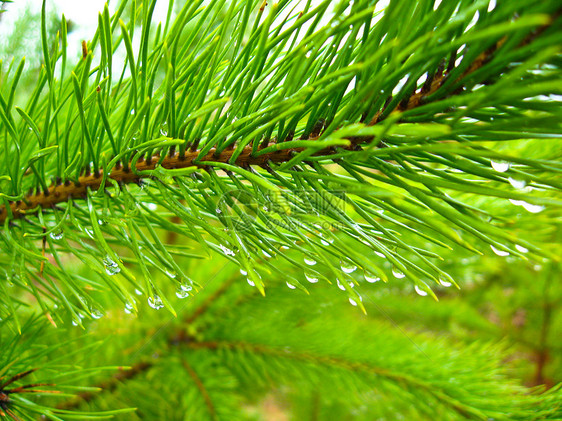 青绿的树枝 一个年轻的松林 带水滴图片