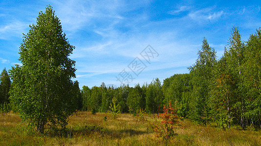 美丽的秋季风景香气芳香疗法天空衬套蜜蜂地面照片森林桦木图片