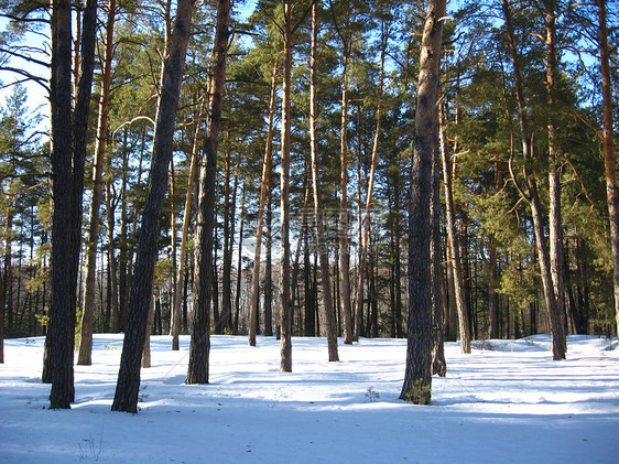 森林中的冬季风景绿色太阳叶子生活森林木头树干痕迹松树季节图片