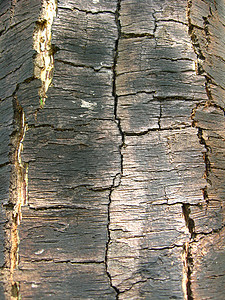 树的黑暗树皮锯末木板木工木头生活森林黑色木匠电锯台木质图片
