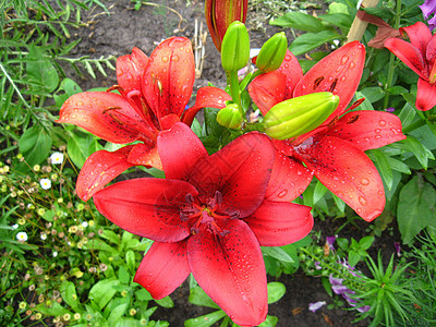 美丽的红冠百合花芳香花瓣生活花坛横梁阳光植物学草药草本植物树叶图片
