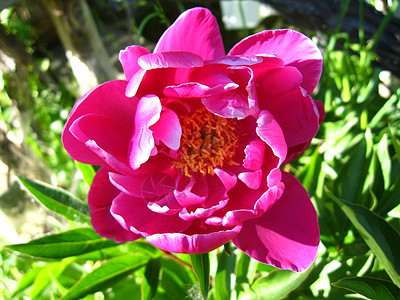 粉红的小马花花粉花蜜公园季节性生长粉色红色叶子果菜园花瓣图片