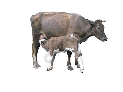 白底的灰牛和小牛孩子新生儿农场家畜幼兽乳房舌头脖子动物奶牛场图片