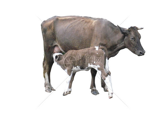 白底的灰牛和小牛女性脖子男性生活牛肉乳房动物牛奶孩子家畜图片