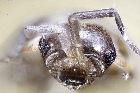 微生物昆虫的显微缩图跳蚤漏洞宏观仪器照片蜘蛛显微镜甲虫科学虫子图片