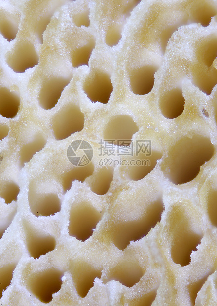 真菌缩影图植物细胞显微宏观脊柱菌类植物学显微术蜂蜜寄生虫图片