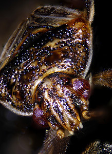 微生物昆虫的显微缩图漏洞照片科学蜘蛛虫子跳蚤仪器显微镜宏观甲虫图片