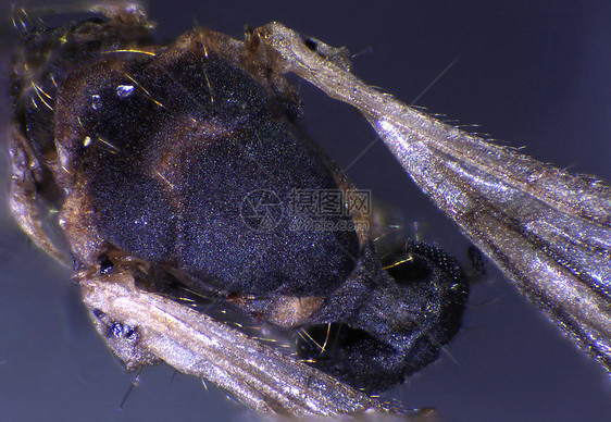 昆虫摄影图宏观仪器跳蚤动物显微蜘蛛甲虫照片虫子科学图片