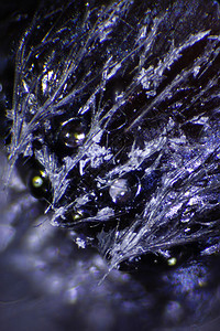 昆虫摄影图科学显微镜蜘蛛仪器显微虫子动物甲虫宏观跳蚤图片