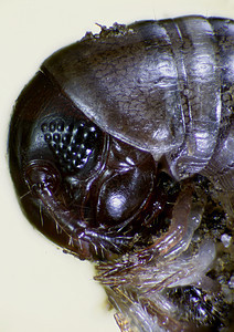 昆虫摄影图仪器宏观甲虫虫子显微科学动物显微镜跳蚤照片图片
