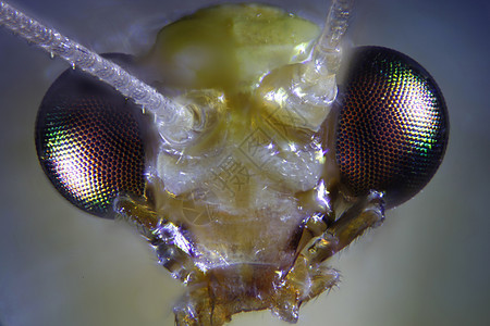 摘取昆虫的显微图甲虫宏观照片显微镜苍蝇摄影动物漏洞野生动物背景图片