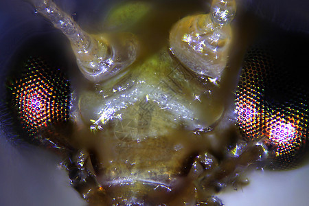 摘取昆虫的显微图甲虫宏观显微镜摄影漏洞照片动物野生动物苍蝇图片