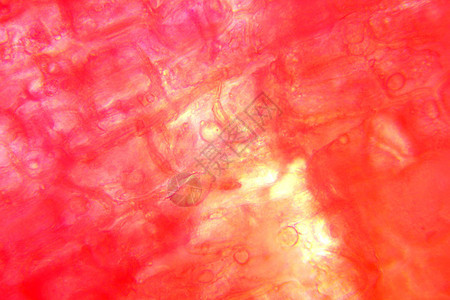 希瑟花花的缩图花瓣显微镜宏观叶子花粉照片显微图片