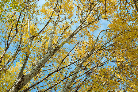 树木风景场景国家公园旅行远足树叶橙子叶子环境图片