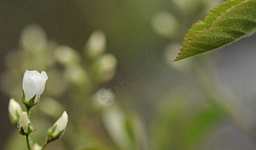 美丽的树花 在绿色背景下开着花瓣果园蓝色白色斑点边界植物晴天公园宏观背景图片