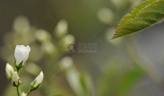 美丽的树花 在绿色背景下开着花瓣果园蓝色白色斑点边界植物晴天公园宏观图片