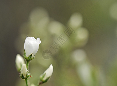 美丽的树花 在绿色背景下开着宏观公园白色果园蓝色斑点晴天植物花瓣边界图片