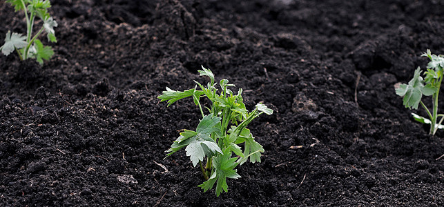 一个从土壤中生长出来的青绿植物图片