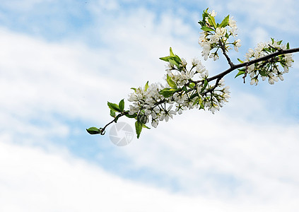 蓝天空背景上的苹果树花图片
