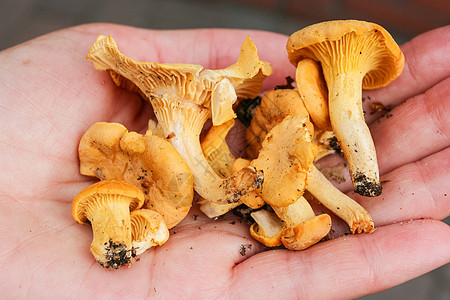 钱特拉苔藓美食荒野植物食物橙子森林烹饪团体黄色图片