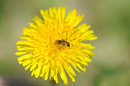 蜜蜂在花朵上草地花园宏观生活蜂蜜植物花蜜飞行工人花粉图片