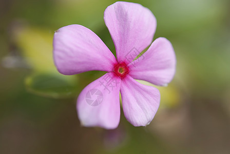 粉红花植物绿色粉色紫色花瓣季节背景图片
