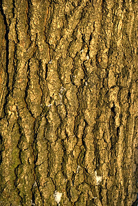 纹理质山脉大脑木材粮食木头植物植物群历史皱纹线条图片