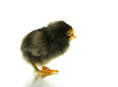 鸡婴儿家禽生物家畜生长白色生活柔软度羽毛孵化图片